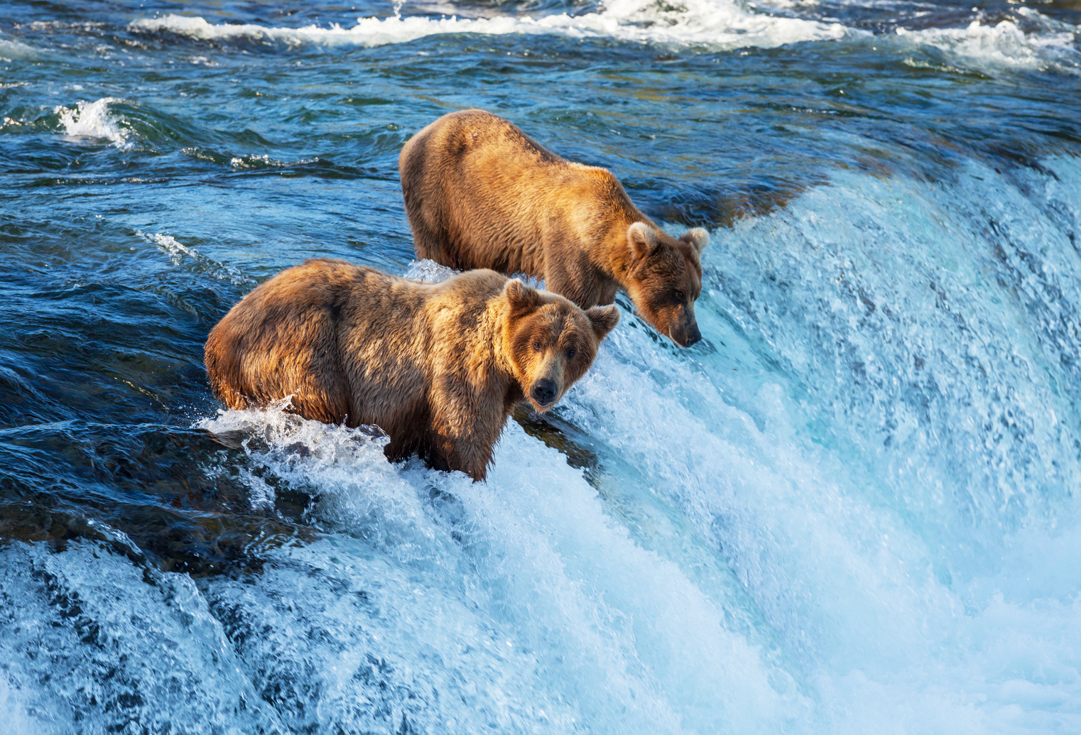 Two brown bears are on a river, on the edge of a waterfall.
